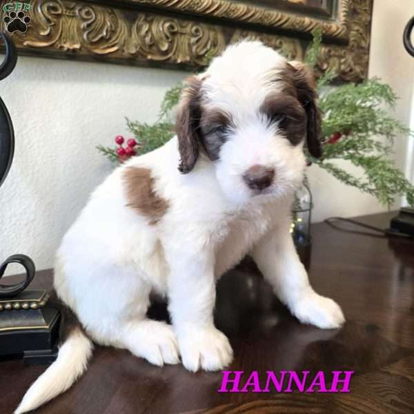 Hannah, Saint Berdoodle Puppy